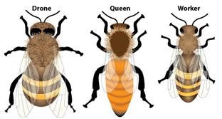 Picture showing the three castes of bees.jpg